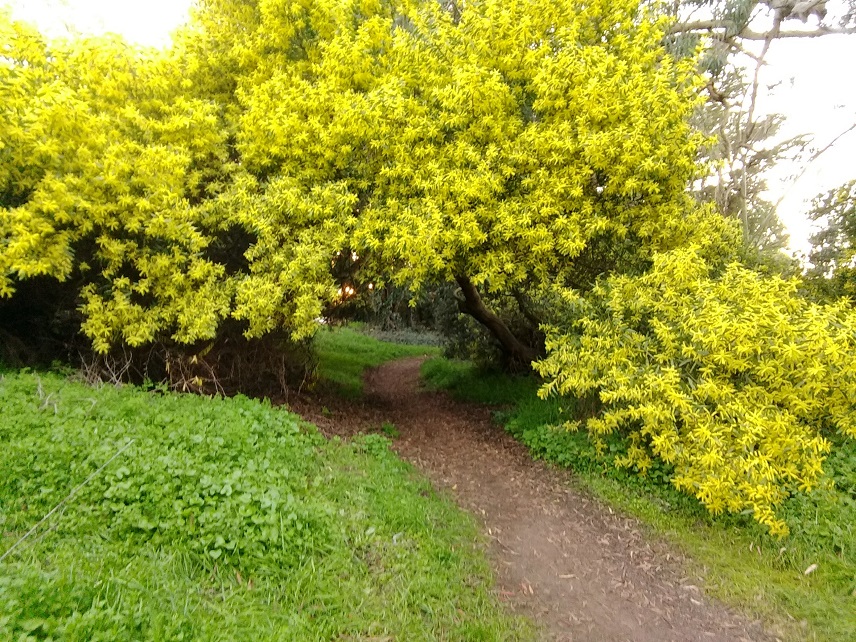 Acacia frames a trail in Golden Gate Park